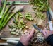 cutting asparagus